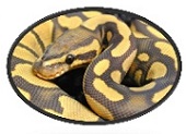 python origem